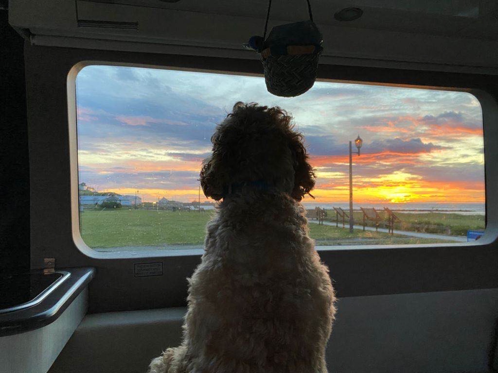 A curly-haired dog seen from behind, looking out of a camper van window at an orange sunset over grass