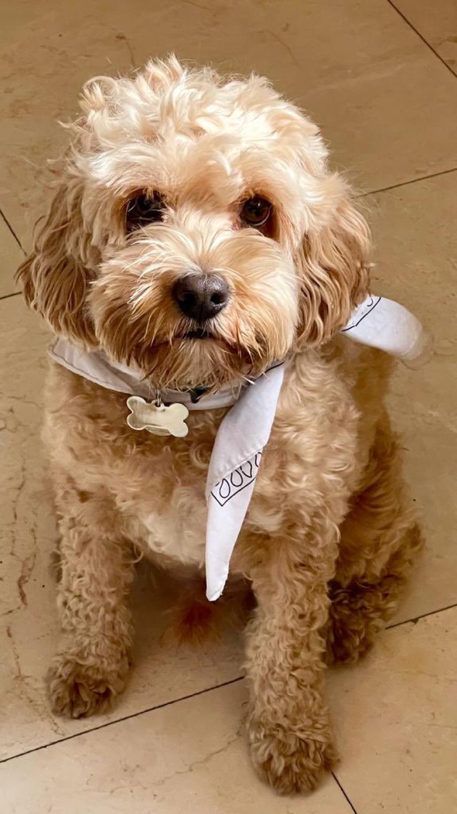 A fluffy apricot-coloured poodle-mix dog sitting on a tiled floor, wearing a white bandana and a bone-shaped tag